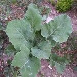 Brassica montanaഇല