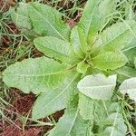 Lactuca virosa Blad