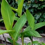 Canna × hybrida 整株植物