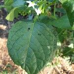 Solanum nigrum Liść