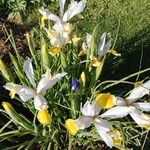 Iris orientalis Blüte