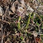 Lepidium hirtum Blodyn