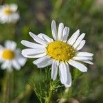 Tripleurospermum inodorum Blüte