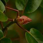 Rhododendron souliei Beste bat
