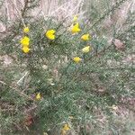 Ulex europaeus Kwiat