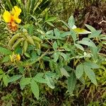 Crotalaria micans Blomst