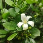 Murraya paniculata फूल