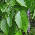 Ulmus americana ᱥᱟᱠᱟᱢ