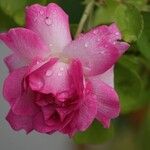 Rosa spp. Kwiat