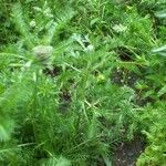 Achillea millefolium 葉