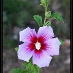 Hibiscus syriacusKvět