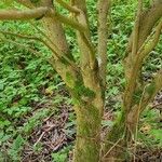 Rhododendron campylocarpum Habitat