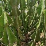 Euphorbia cooperi Hoja