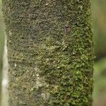 Rudgea lanceifolia 樹皮