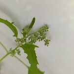 Chenopodium ficifolium Flower