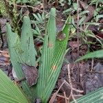Dypsis louvelii Hoja