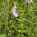 Scutellaria hastifolia Beste bat