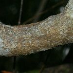 Vepris lanceolata Bark