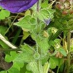 Salvia viridis Fruit