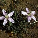 Lygodesmia grandiflora Flor