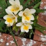 Freesia refracta Blomma