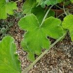 Pelargonium tomentosum Blatt