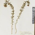Stellera chamaejasme Other
