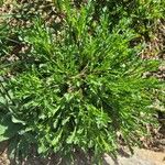 Leucanthemum vulgareFolha