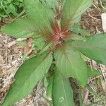 Hamelia patens Leaf