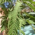 Prosopis juliflora Leaf