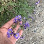 Polemonium pulcherrimum Blomma