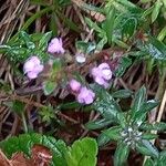 Thymus serpyllum 形態