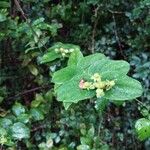 Hypericum androsaemumFiore