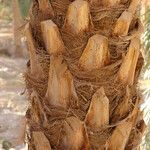 Phoenix dactylifera Bark