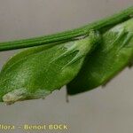 Vicia loiseleurii Fruit