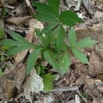 Hydrophyllum virginianum Hoja