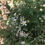 Eurybia schreberi Flor