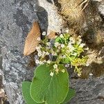 Viburnum cotinifolium Blüte