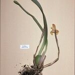 Maxillaria brunnea Kukka