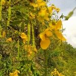 Senna multiglandulosa Vrucht