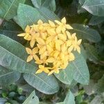 Ixora coccinea Flower