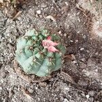 Gymnocalycium baldianum 花