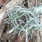 Tillandsia recurvata برگ