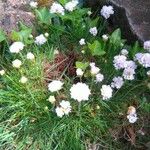 Armeria pubinervis Цветок
