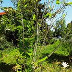Magnolia tripetala Vivejo