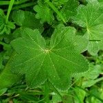 Alchemilla acutiloba Φύλλο