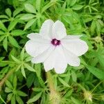 Ipomoea pes-tigridis Flower