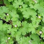 Geranium rotundifolium Habitatea