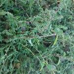 Atriplex tatarica List