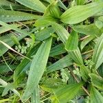 Plantago lanceolata ᱥᱟᱠᱟᱢ